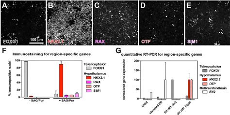 Directed Differentiation Of Hpscs To Hypothalamic Progenitors A E