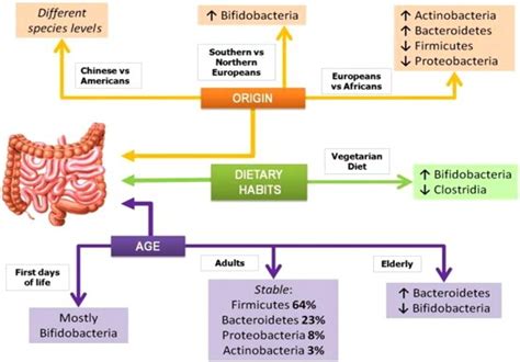 The three types of intestinal flora – Healthy Food Near Me