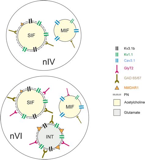 Diagram Depicting Differential Molecular Signatures Of Trochlear And Download Scientific