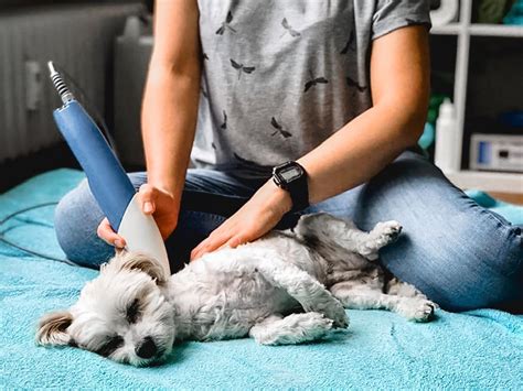 Physiotherapie für Hund Haustiere Tierarztpraxis Hadern