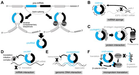 Circrna Biogenesis And Functions A Biogenesis Of Circrnas Circrnas