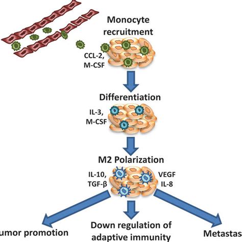 Effect Of Cancer Associated Fibroblasts Caf On Tumor And Other Download Scientific Diagram