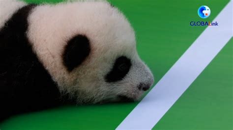 Fifteen panda cubs introduced to the public in China