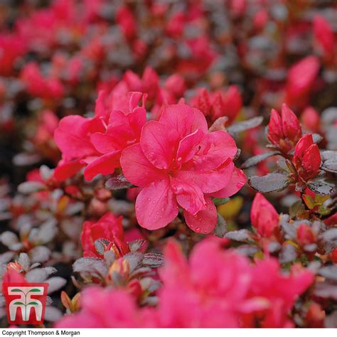 Azalea 'Dwarf Red' plants | Thompson & Morgan