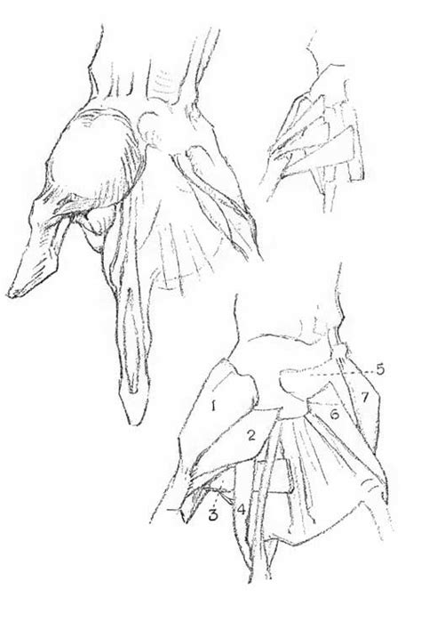 Anatomy Of The Hand And How To Draw Hands By George Bridgman George