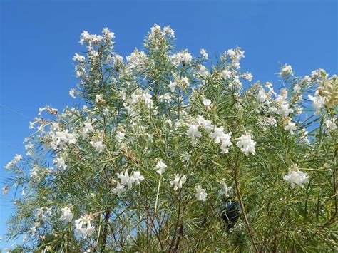 Chilopsis linearis – the desert willow | Dave Creech