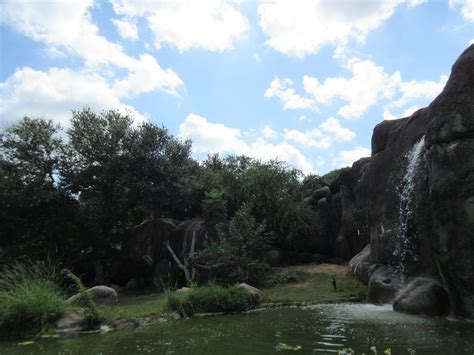 African Lion Exhibit Zoochat