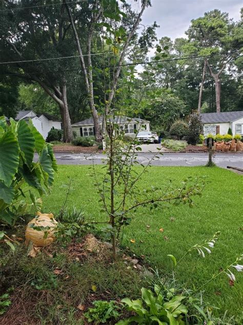 Pruning Crabapple To Keep Small Walter Reeves The Georgia Gardener