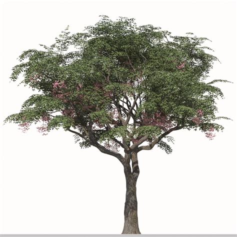 Set Of Melia Azedarach Or Chinaberry Tree Trees Model Turbosquid