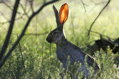 Desert Mammals - Cactus Garden: The Sonoran Desert with Child-Friendly Facts