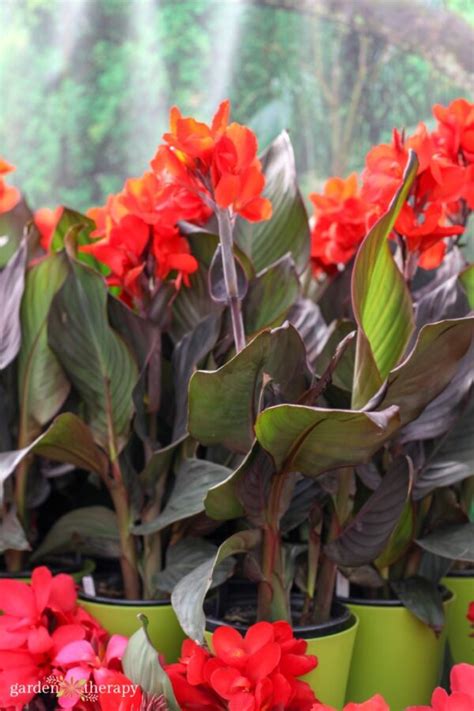 The Ultimate Canna Lily Care and Growing Guide - Garden Therapy