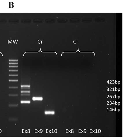 The Plan Of Overlapping Pcr A The Two Step Overlapping Pcr Procedure