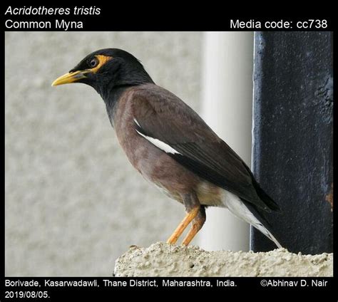 Acridotheres Tristis Linnaeus Common Myna Birds