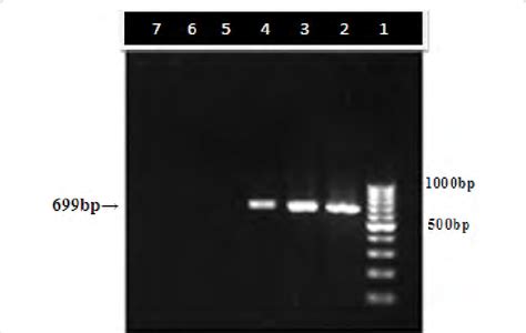 Agarose Gel Electrophoresis Analysis Of Pcr Products Of Cpv Suspected