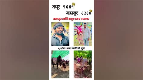 वडकी मैदान बकासुर आणि मथूर पळणार 🔥🔥bailgadasharyat Mathur1001