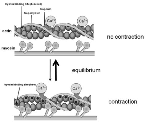 Regulation Of Contraction By The Troponin Complex During Relaxation