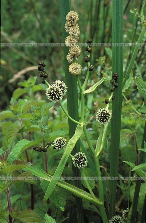 British Isles Plants