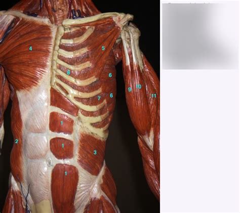 Abdominal wall muscles Diagram | Quizlet