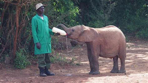 Tour Of The David Sheldrick Wildlife Trust Youtube