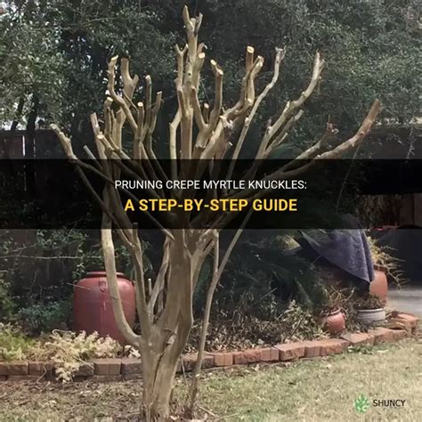 Pruning Crepe Myrtle Knuckles A Step By Step Guide Shuncy