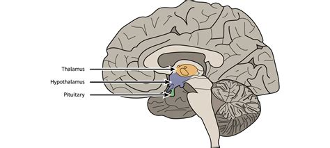 Hypothalamic Pituitary Axis