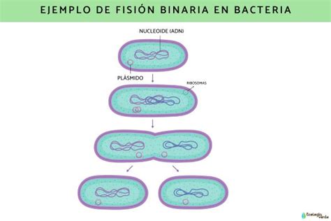 Ejemplo Procariota