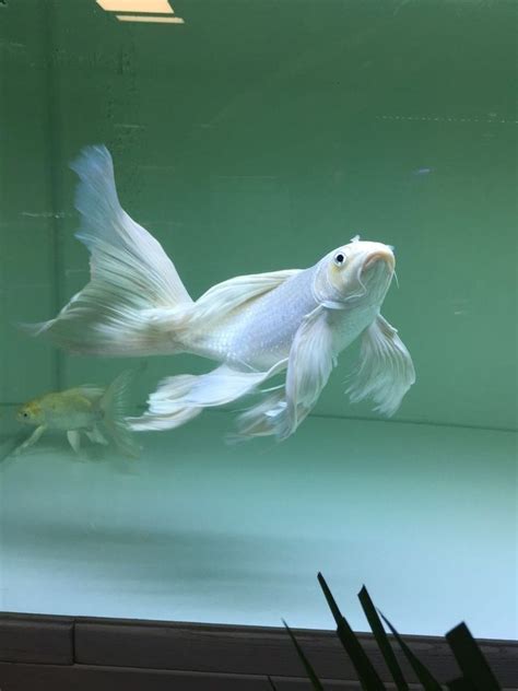 Most Beautiful Platinum Butterfly Koi Fish In Aquarium Butterfly Koi