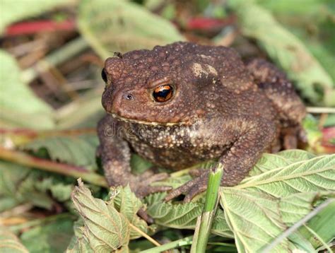 Bufo Commun De Bufo De Crapaud De Bébé Image Stock Image Du Nature