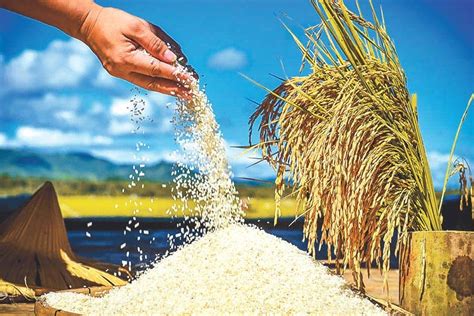 Rice Tariffication Law Gets Mixed Views The Manila Times