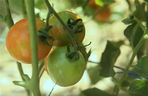 Tomato Kamatis Cultivation Guide All You Need To Know In Planting