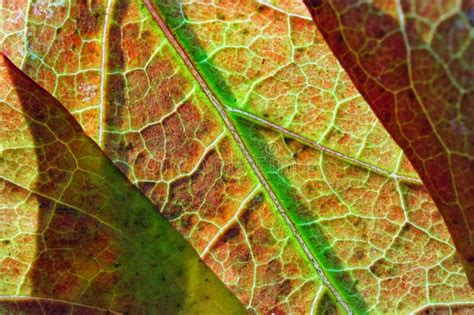 Autumnal Leaves Back Side Stock Photo Image Of Autumnal 264242536