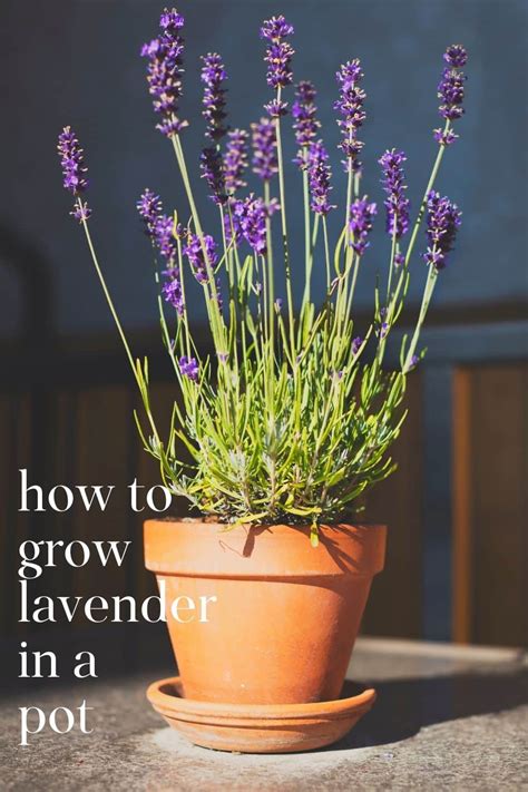 Growing Lavender In Pots Nourish And Nestle