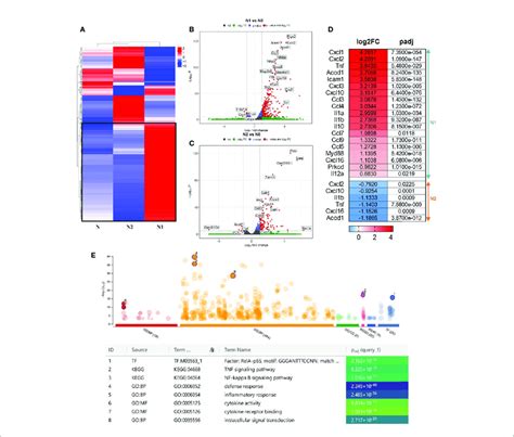 Gene Expression Profiling Of The Different Neutrophil Subsets A