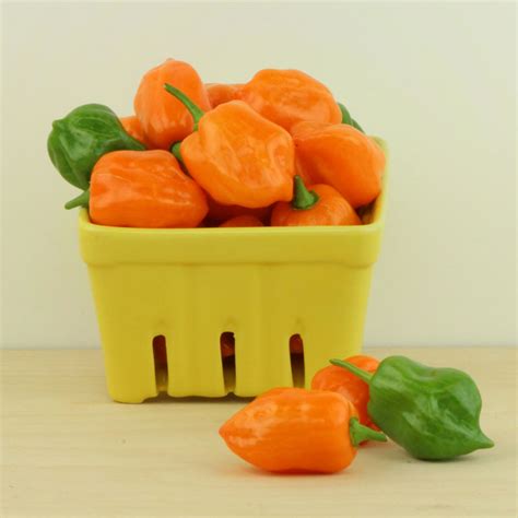 Pepper Habanero Orange Seed Harris Seeds