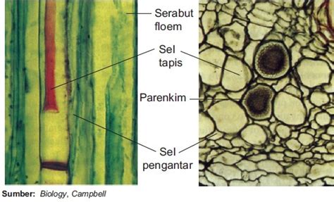 Gambar Xilem Dan Floem Pada Daun - Usahakan