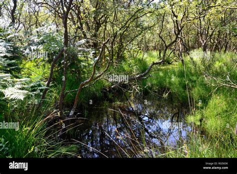 Scenery On The Path Through A Nature Reserve Leading To Studland