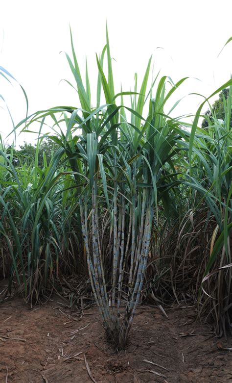 Ocsb Introduces 4 New Alternative Sugarcane Cultivars Sugar Asia Magazine