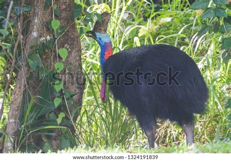 Southern Cassowary Casuarius Casuarius Eating Fruit Stock Photo 1324191839 | Shutterstock