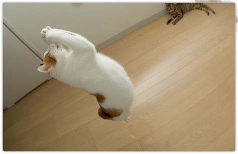 空飛ぶ猫の作り方＆3月の休業日のお知らせ 猫のしっぽ