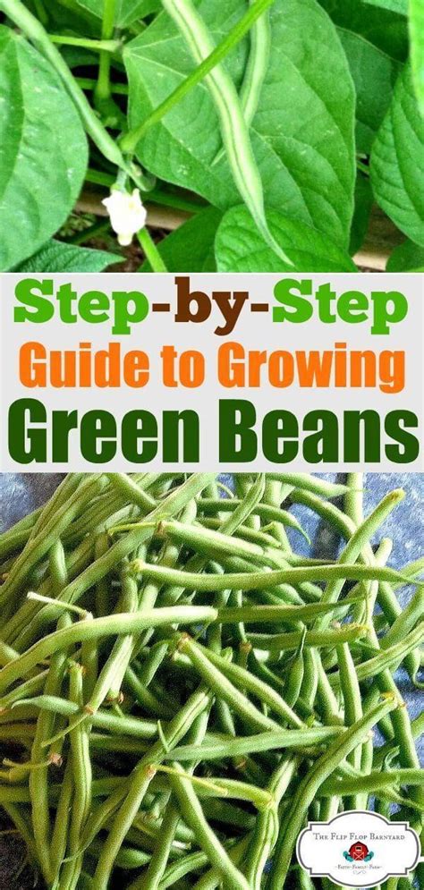 How To Grow Green Beans A Step By Step Guide