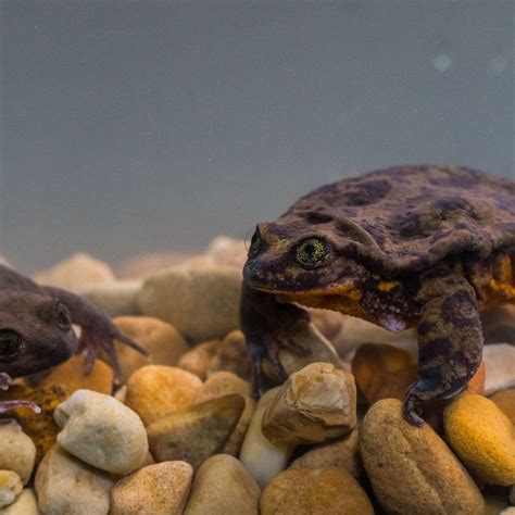 These Two Incredibly Rare Frogs Just Found Each Other | Rare animals, Types of frogs, Rare