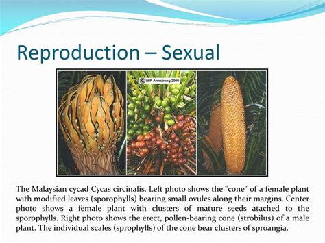 PPT CYCAS Structure Reproduction Life Cycle PowerPoint