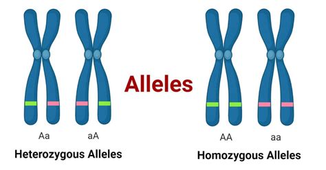 Alleles: Definition, Types, Features, Applications