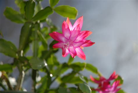 Fotos gratis cactus hoja pétalo botánica suculento flora flor