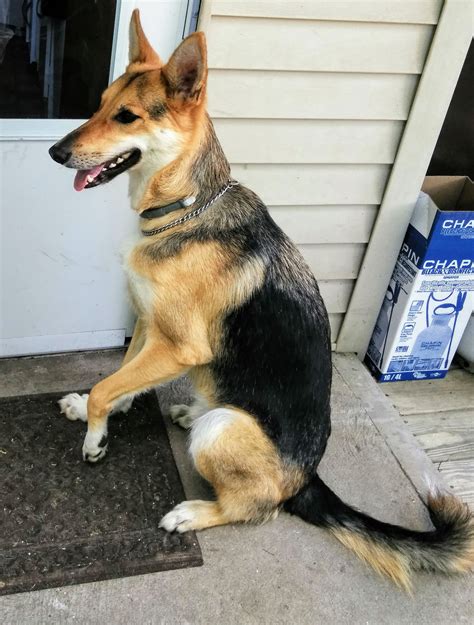 How Do You Treat A Dislocated Shoulder On A Dog