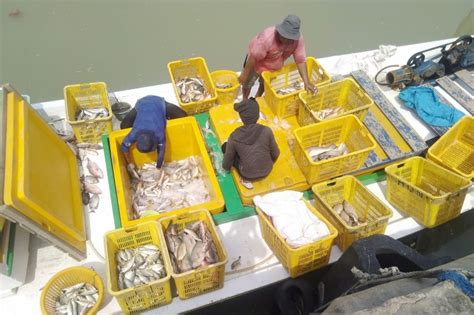 Ekspor Dan Lelang Nilai Produksi Ikan Di Bangka Belitung Capai