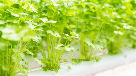 How To Grow Hydroponic Cilantro Light Spacing Ph Req