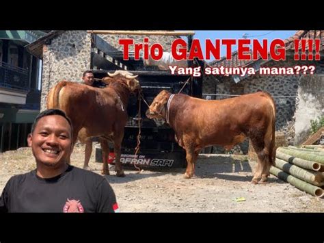 Sapi Simental Dan Limousin Peliharaan Zafran Sapi Youtube