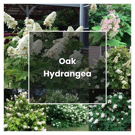 How To Grow Oak Hydrangea Plant Care Tips Norwichgardener