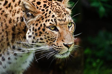 Beautiful Leopard Panthera Pardus Big Cat Amongst Foliage Photograph By